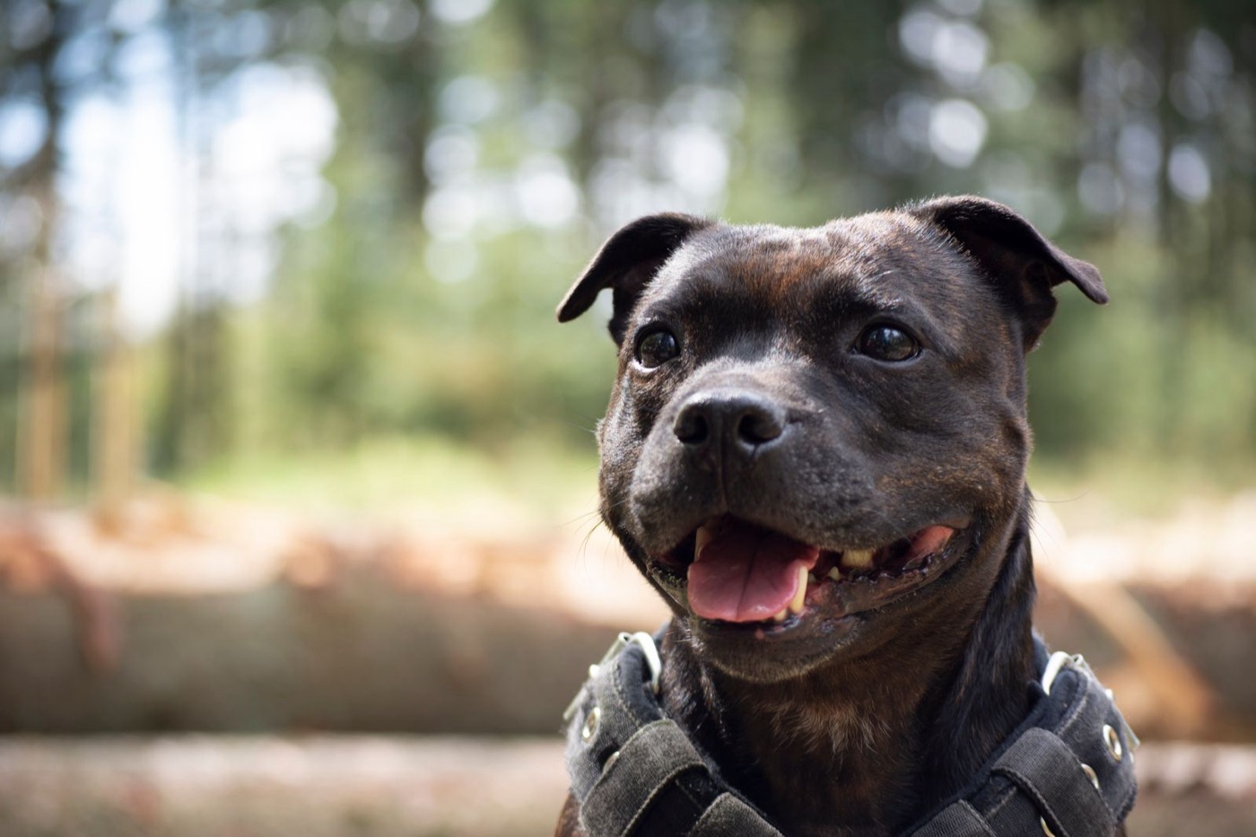 A soft, grinning Staffordshire Bull Terrier outdoors