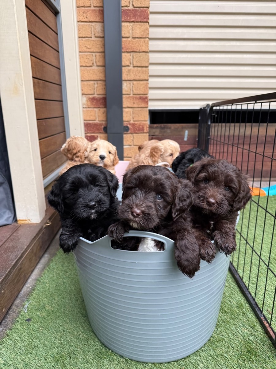 A litter of oodle puppies in a tub at the breeder