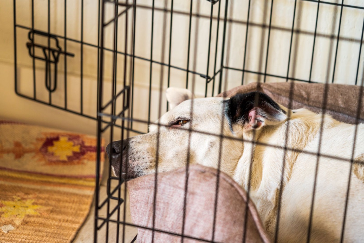 A dog resting deeply inside its crate, eyes soft