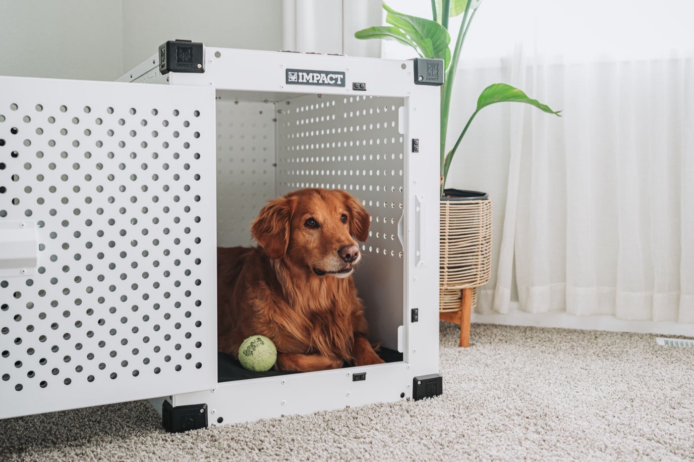 A dog settled in an open crate in a quiet living room