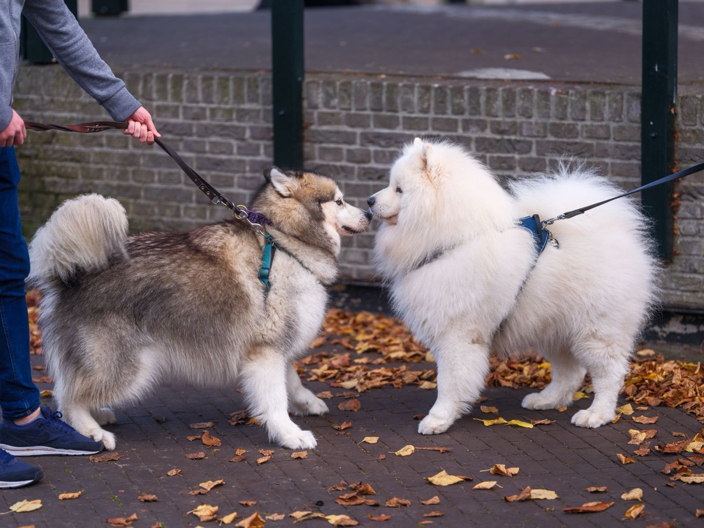 A Malamute and a Samoyed meeting calmly on lead in the street