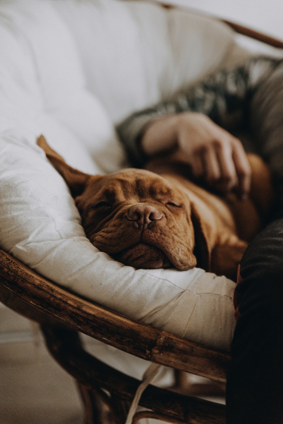 A dog resting quietly and settled on its bed, the switched-off state owners want when their dog won't calm down at home