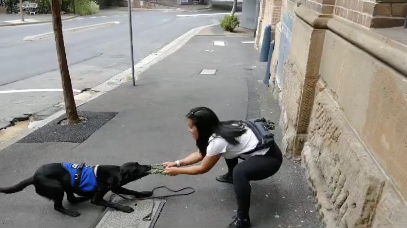 Diona playing tug with Murphy on a Melbourne street, no food in sight