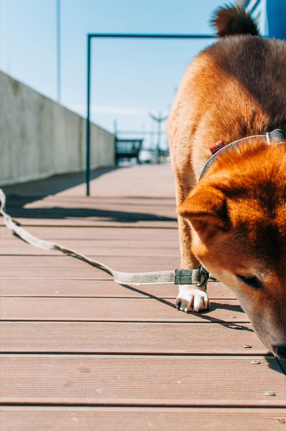 A dog sniffing a boardwalk on a loose trailing long line