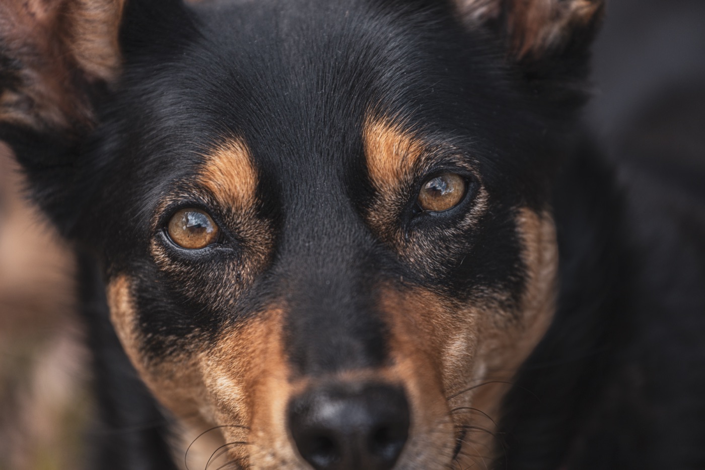 A Kelpie face in close-up, mid-read