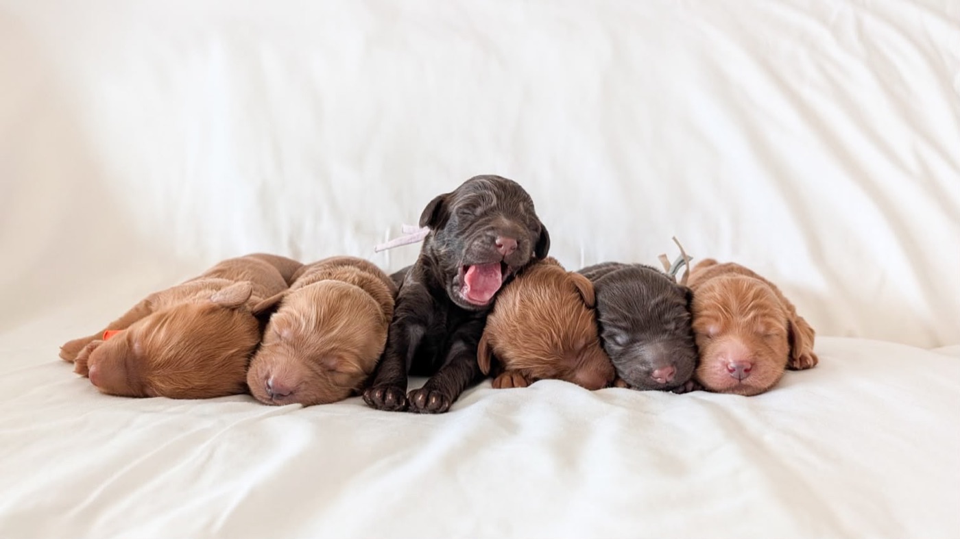 A newborn litter of puppies asleep at the breeder