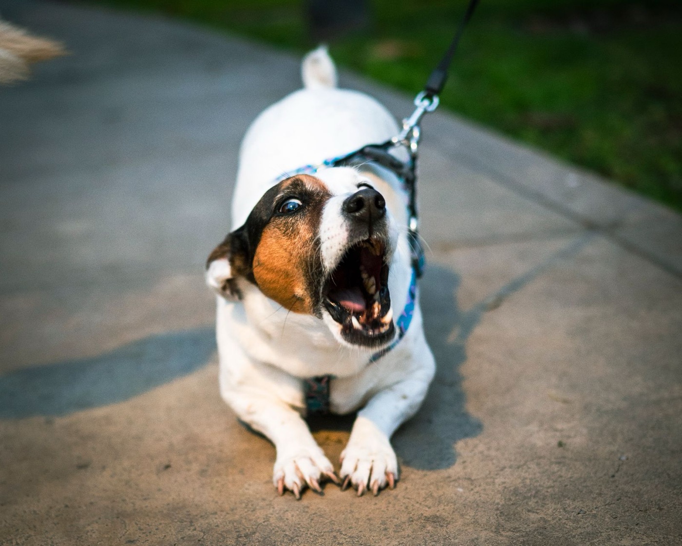 A dog barking on a tight lead mid-walk