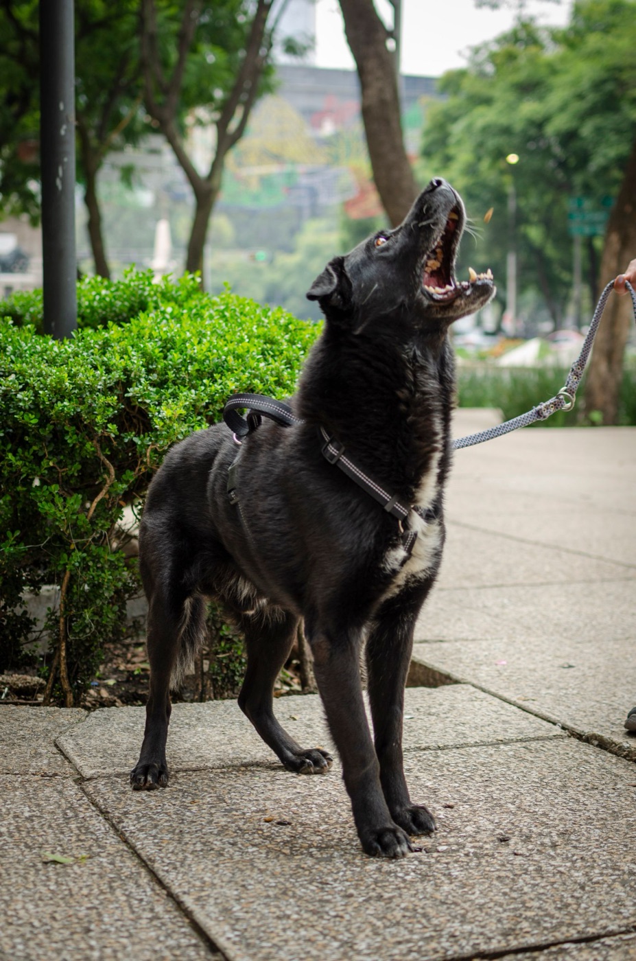 A dog mid-bark on lead in an urban park