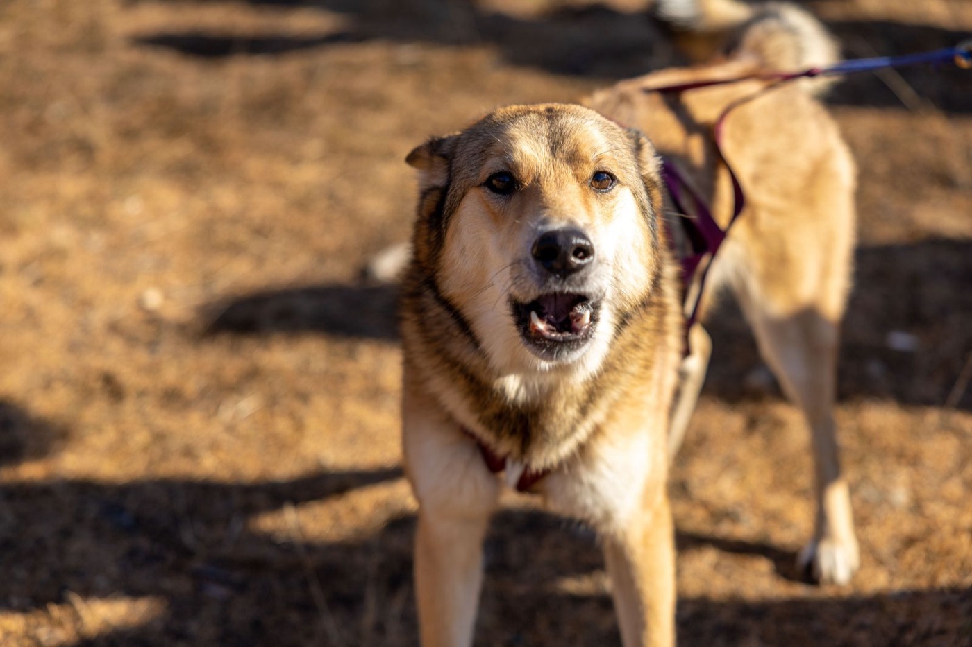 A dog barking on lead, fixed on something in the distance