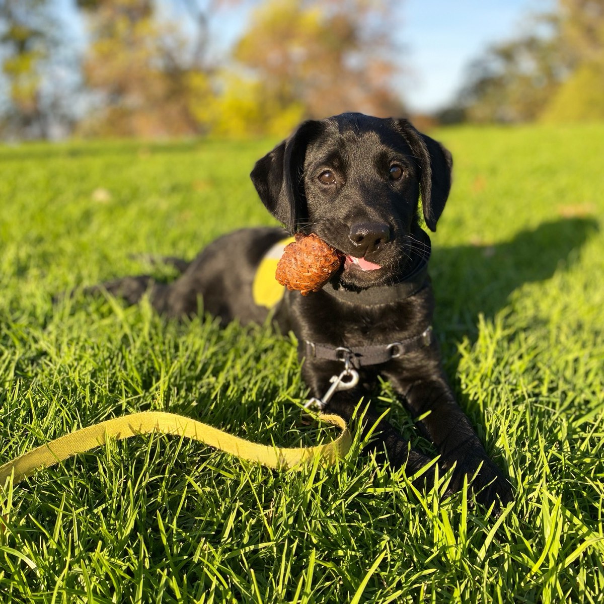 Murphy as a puppy resting on grass on a long line, pinecone in mouth