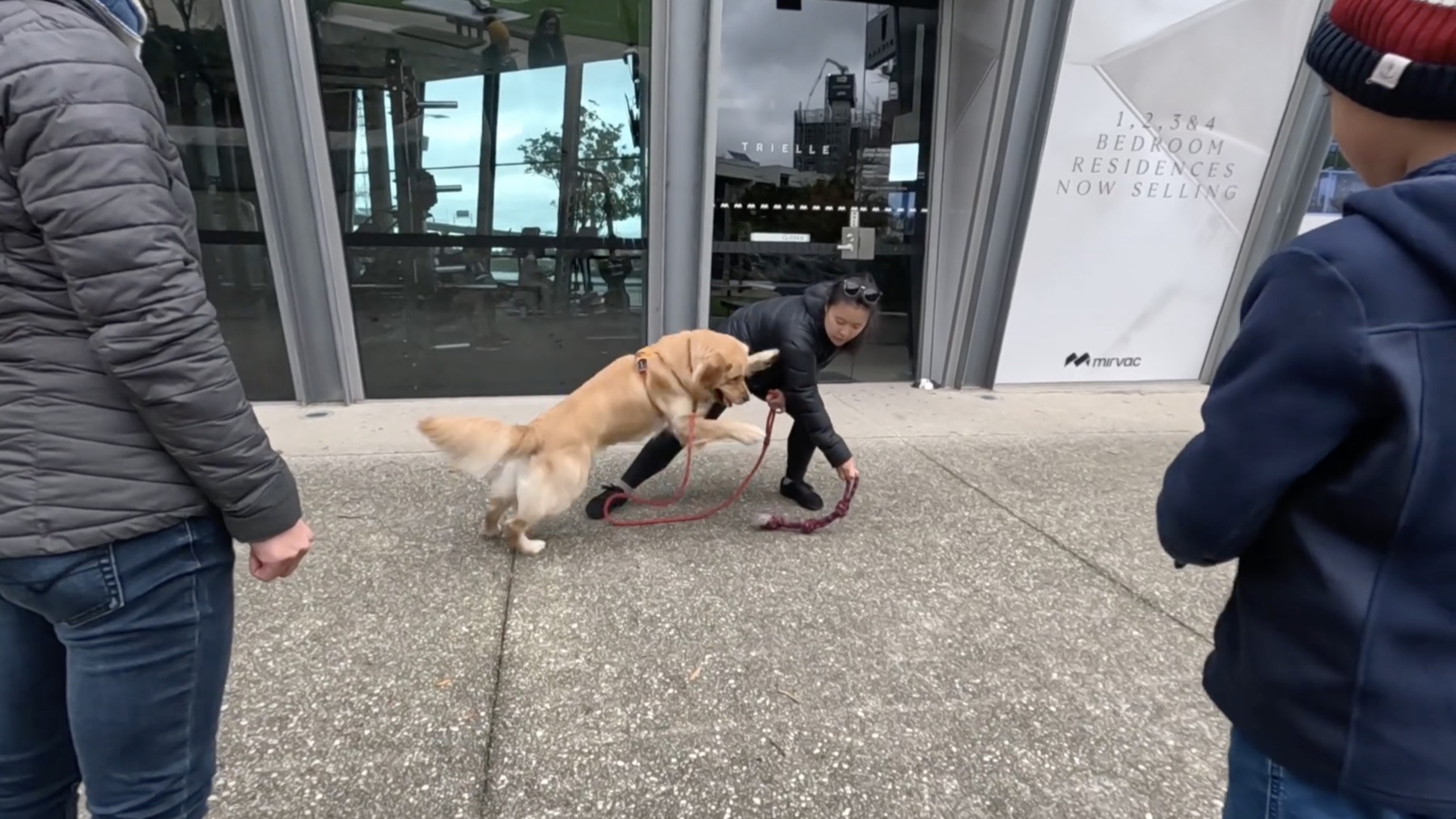 Diona playing with a client's Labrador on a Docklands street while the family watches