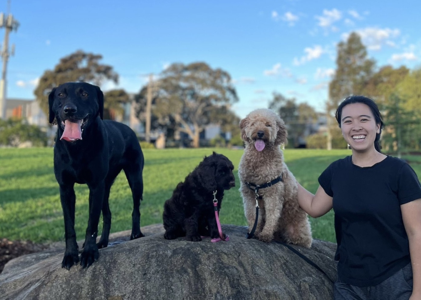 Diona with three client dogs settled beside her in a Melbourne park