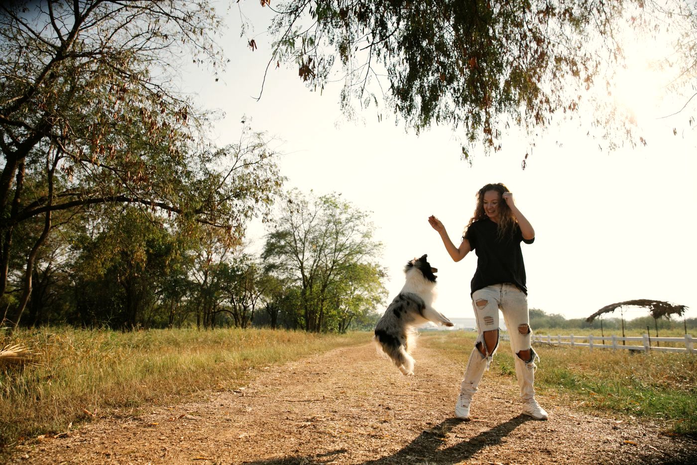 An excited dog leaping up toward its owner