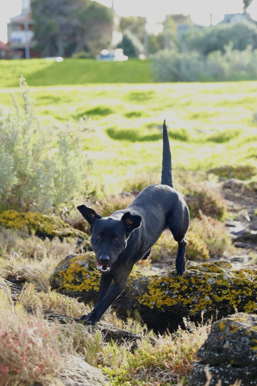 Murphy the Labrador bounding over rocks, full of young energy