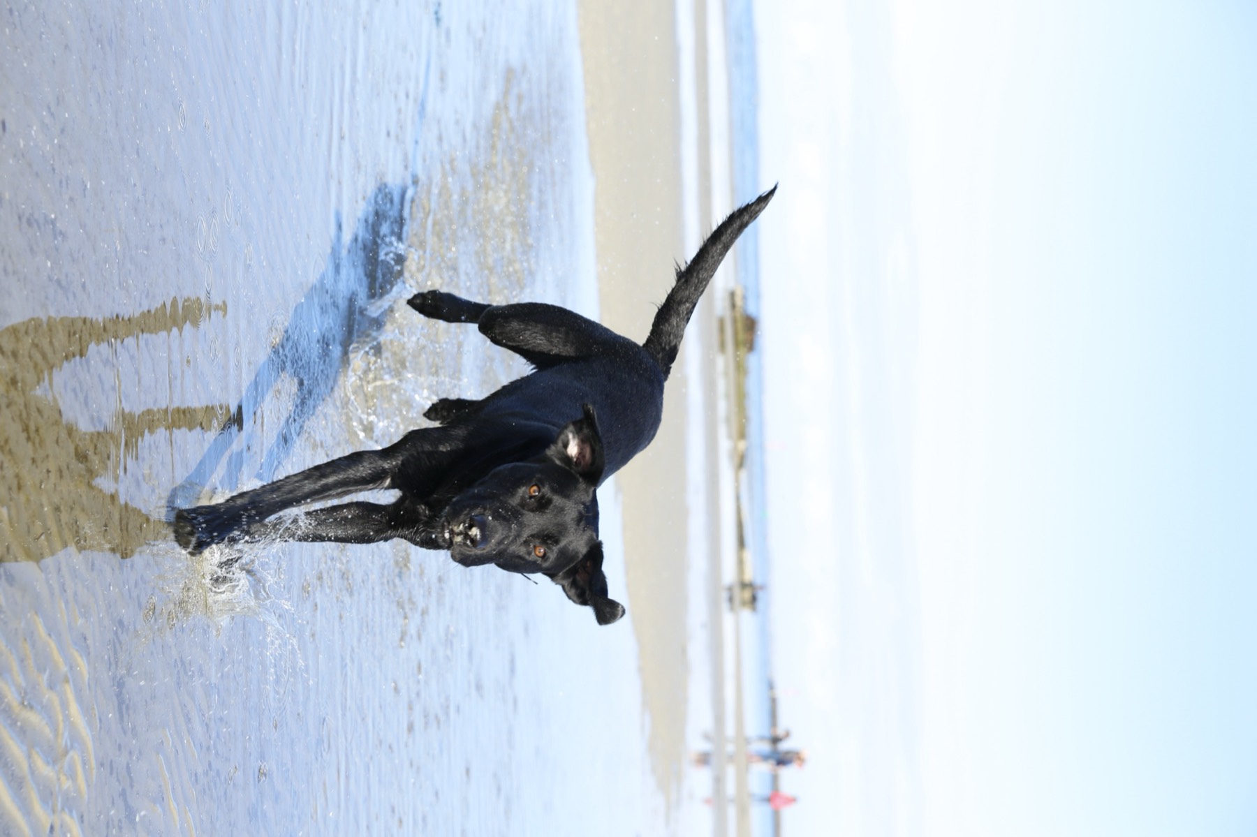 Murphy, a black Labrador, running free through the shallows at a Melbourne beach