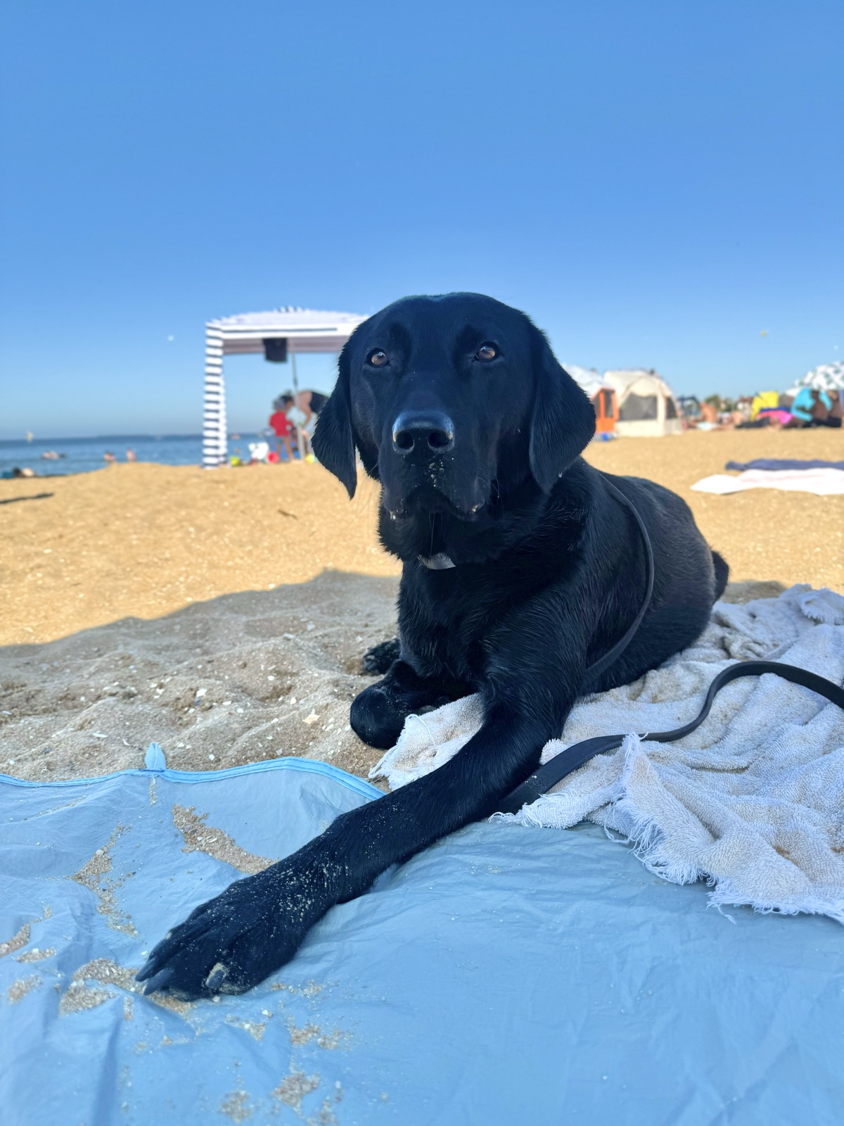Murphy the black Labrador settled on a towel at a crowded Melbourne beach, lead loose
