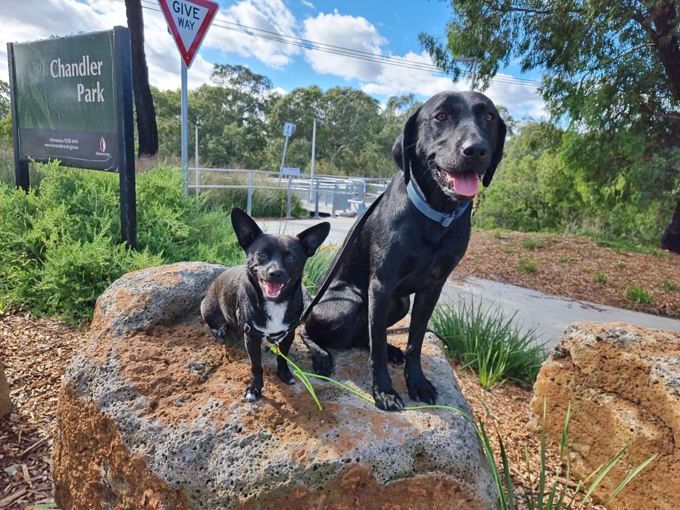 Murphy the Labrador and a small dog sitting together calmly on a rock at the park
