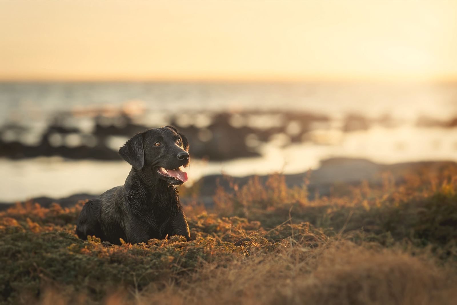 A black Labrador resting in coastal grass at sunset, the sea behind her