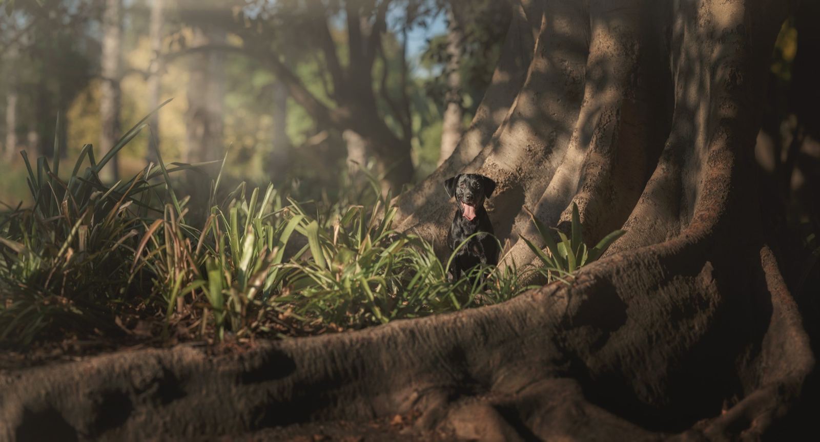 Murphy, a black Labrador, small beneath a large fig tree in dappled light