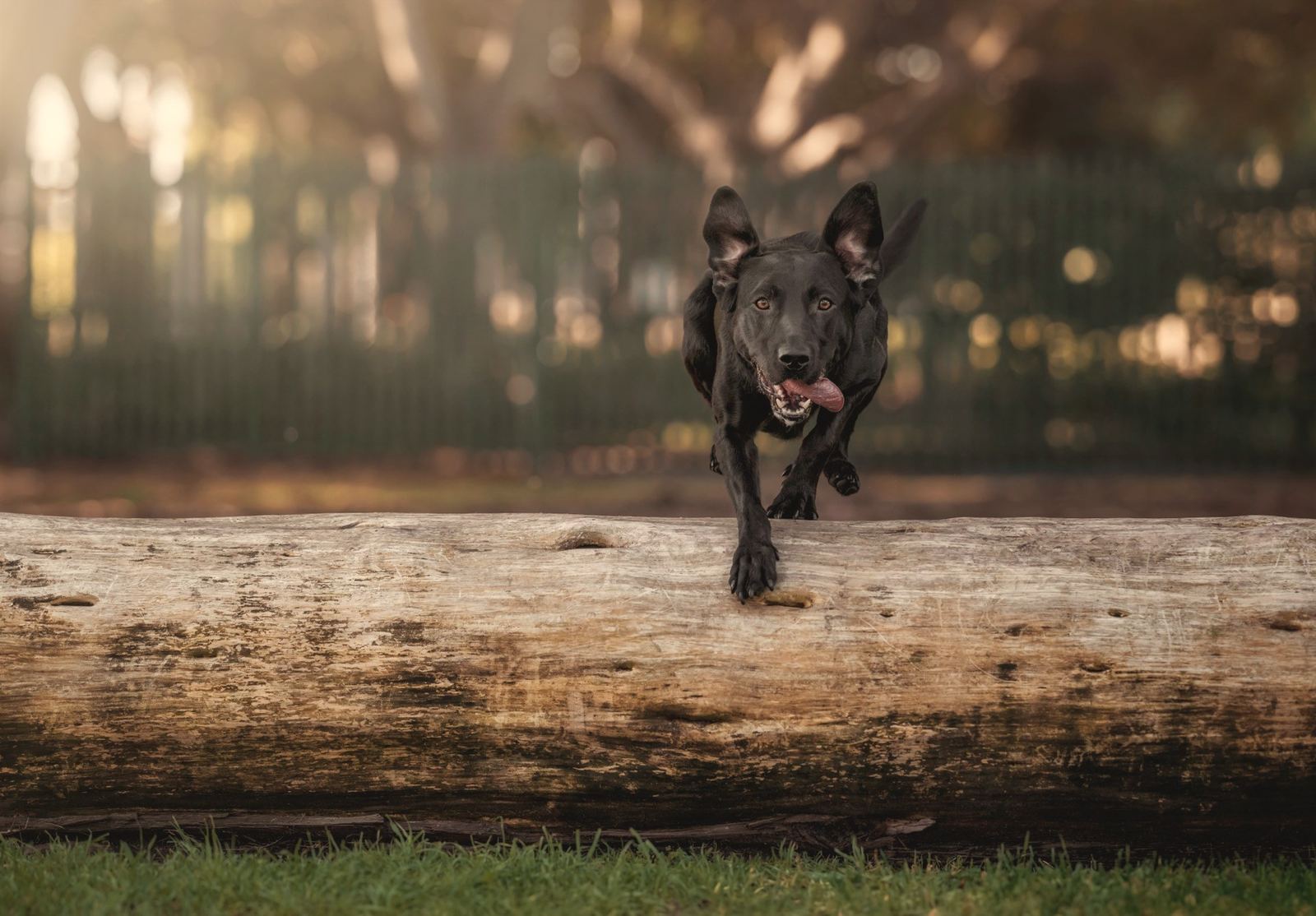 A black Labrador leaping over a fallen log mid-stride in a Melbourne park