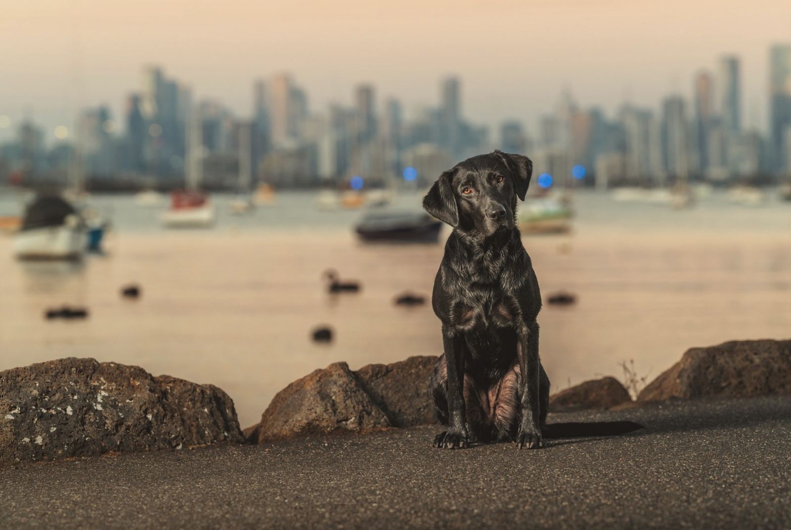 A black Labrador sitting on rocks by the bay with the Melbourne city skyline behind her