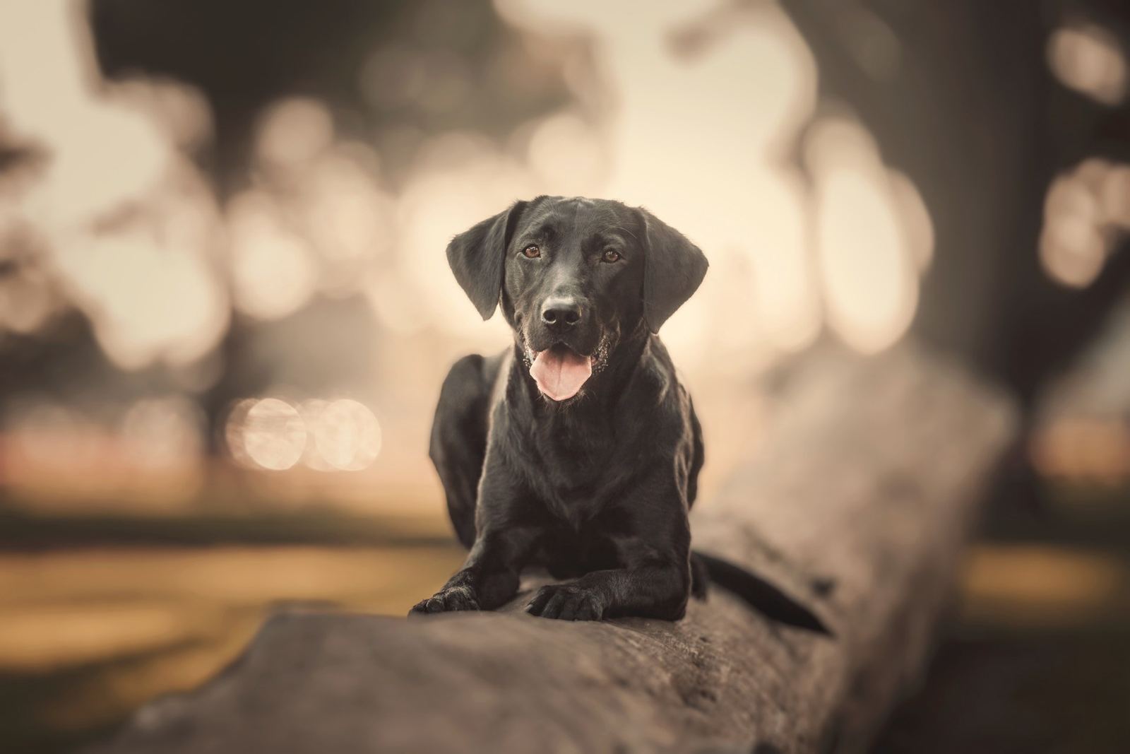 Murphy, a black Labrador, lying relaxed on a fallen log in warm evening light