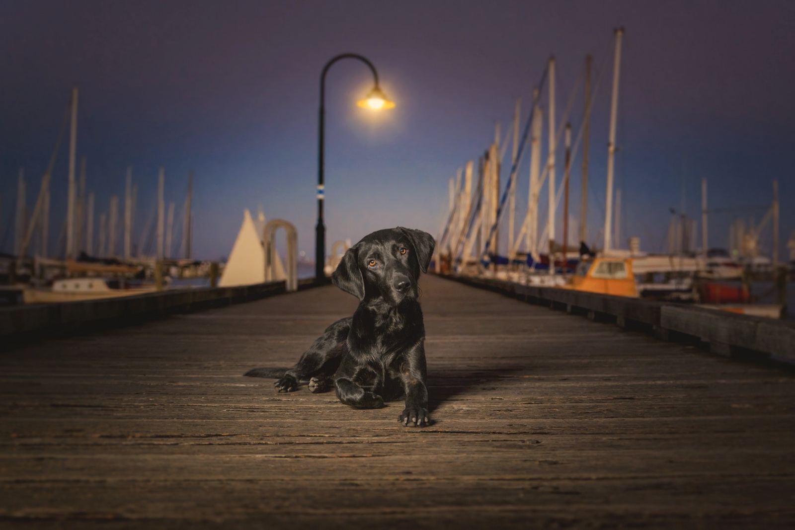 A black Labrador lying calmly on a marina pier beneath a lamppost at dusk